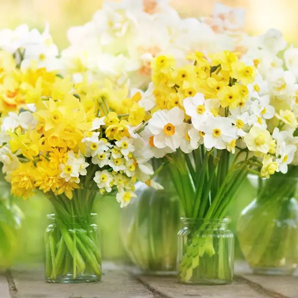 Jonquil Mixed