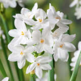 Jonquil Paperwhite