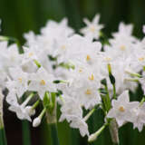 Jonquil Paperwhite
