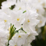 Jonquil Pollys Pearl Pkjonppe 2026 - Garden Express Australia