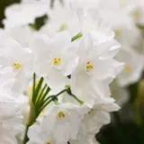 Jonquil Pollys Pearl Pkjonppe 2026 - Garden Express Australia