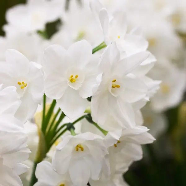 Jonquil Pollys Pearl