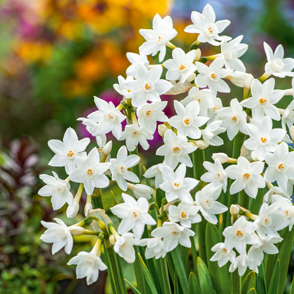 Jonquil Silverchimes