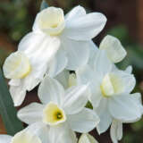 Jonquil Silverchimes Jonquil Silverchimes