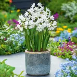 Jonquil Silverchimes Jonquil Silverchimes