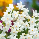 Jonquil Silverchimes Pkjonsch 2026 - Garden Express Australia