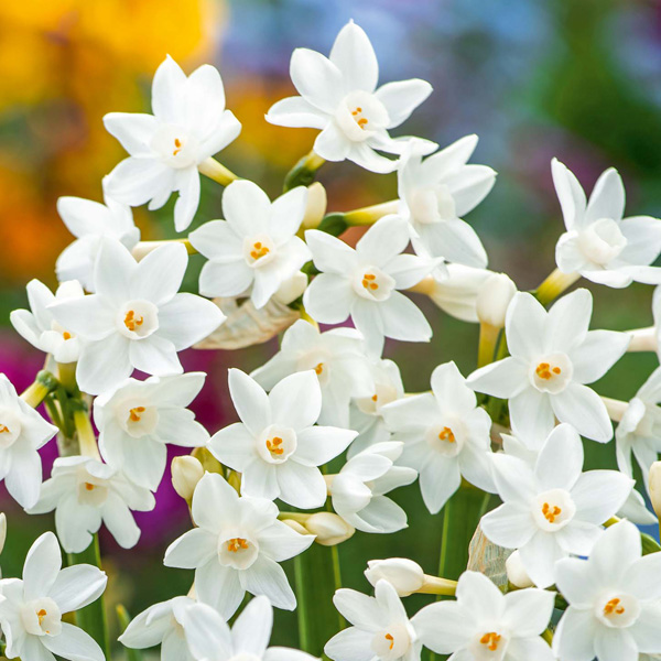 Jonquil Silverchimes