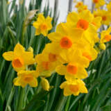Jonquil Soleil Dor Pkjonsdo 2026 - Garden Express Australia