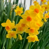 Jonquil Soleil Dor Pkjonsdo 2026 - Garden Express Australia
