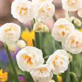 Jonquil Bridal Crown Jonquil Bridal Crown