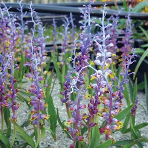Lachenalia Mutabilis
