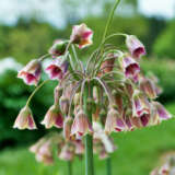 Mediterranean Bells Pkmedbel 2026 - Garden Express Australia