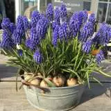Grape Hyacinth Blue 15pk Grape Hyacinth Blue 15pk