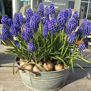 Grape Hyacinth Blue 15pk