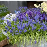 Muscari Armeniacum Stock Pkpstmus 2026 - Garden Express Australia