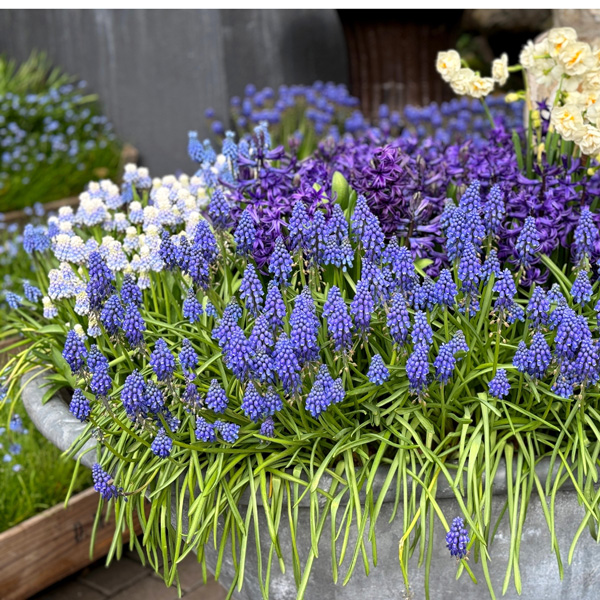 Planting Stock Grape Hyacinth