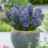 Muscari Fantasy Creation Pkmusfcr 2026 - Garden Express Australia