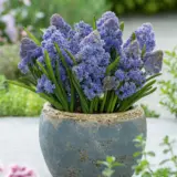 Muscari Fantasy Creation Pkmusfcr 2026 - Garden Express Australia