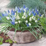 Grape Hyacinth Magic Carpet Mixed Grape Hyacinth Magic Carpet Mixed