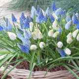 Muscari Magiccarpet Mixed Pkmusmcm 2026 - Garden Express Australia