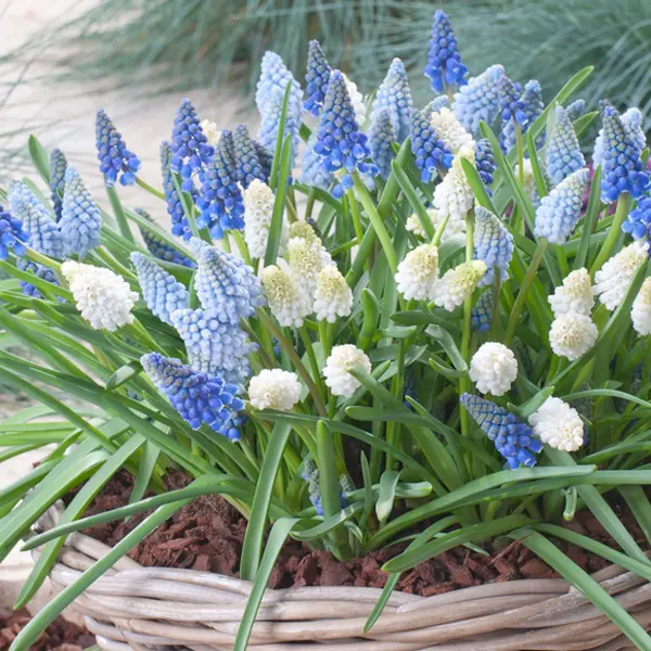 Grape Hyacinth Magic Carpet Mixed