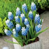 Grape Hyacinth Mount Hood