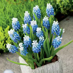 Muscari Growing Guide Muscari Mount Hood 17 - Garden Express Australia
