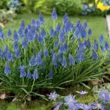 Grape Hyacinth Blue 15pk Grape Hyacinth Blue 15pk