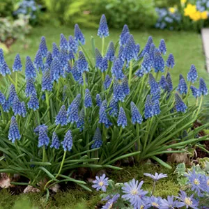 Grape Hyacinth Blue 15pk