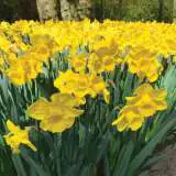 Daffodil Yellow Trumpet Daffodil Yellow Trumpet