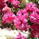 Ranunculi Cerise Pink Ranunculi Cerise Pink