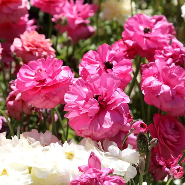 Ranunculi Cerise Pink