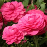 Ranunculi Cerise Pink Pkrancpi 2025 - Garden Express Australia