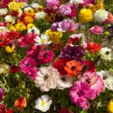 Ranunculi Mixed 3 Pkranmxd 2025 - Garden Express Australia