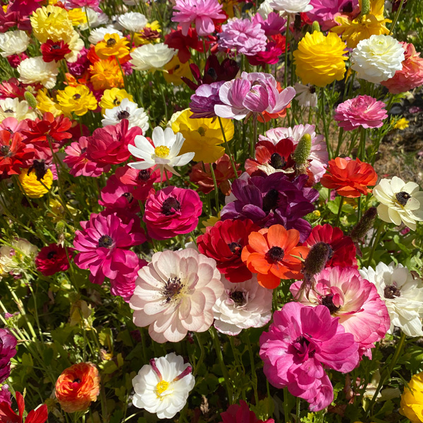 Ranunculi Mixed Ranunculi Mixed