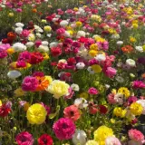 Ranunculi Mixed Stock Pkpstrmx 2026 - Garden Express Australia