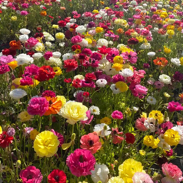 Planting Stock Ranunculi Mixed