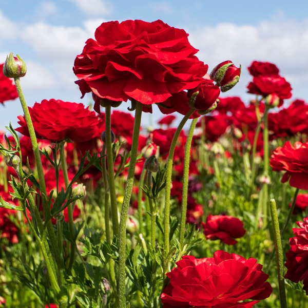 Ranunculi Yellow Ranunculi Yellow