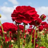 Ranunculi Red Pkranred 2025 - Garden Express Australia