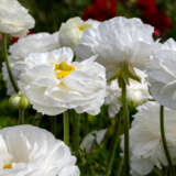 Ranunculi Yellow