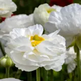 Ranunculi White Pkranwhi 2025 - Garden Express Australia