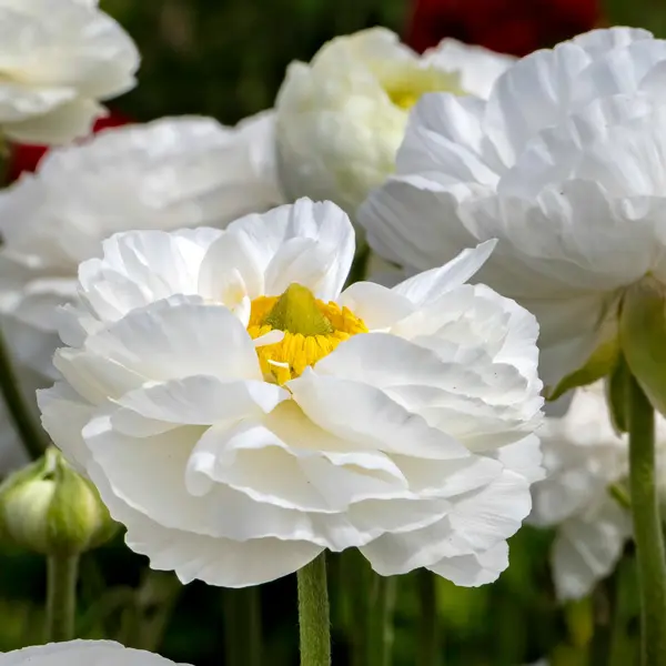 Ranunculi Yellow Ranunculi Yellow