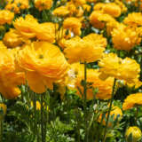Ranunculi Yellow Ranunculi Yellow