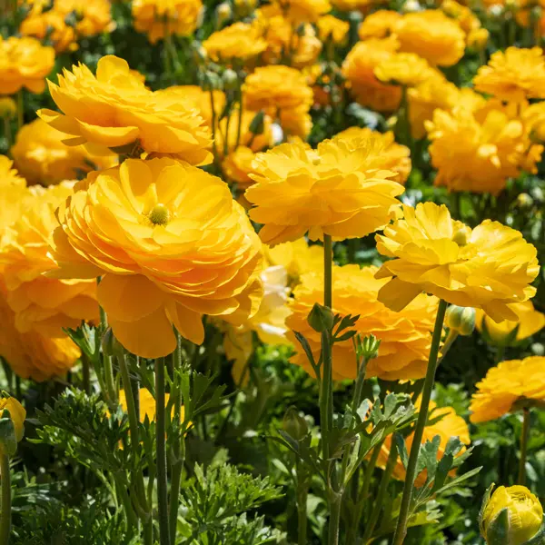 Ranunculi Yellow Ranunculi Yellow