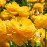 Ranunculi Yellow Pkranyel 2025 - Garden Express Australia