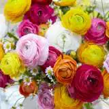 Ranunculus Rembrandt Mixed 17 - Garden Express Australia
