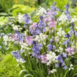 Spanish Bells Mixed Pksbemxd 2025 - Garden Express Australia