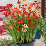 Sparaxis Mixed Pkspamxd 2025 - Garden Express Australia