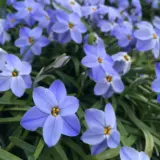 Spring Star Dark Blue Pksstdbl 2025 - Garden Express Australia