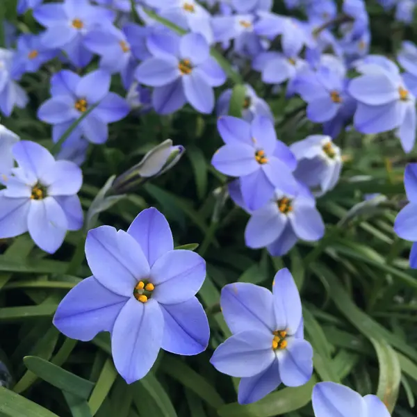 Tritelia Spring Star Dark Blue